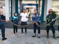 Damkar Padang Amankan Ular Piton 3 Meter di Kantor Cabang BRI Khatib Sulaiman