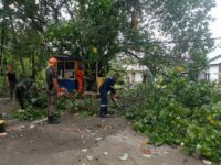 Pj Wali Kota Pariaman, Roberia melantik sebanyak 588 PPPK)pada Rabu (19/2/2025). Kegiatan ini dilaksanakan di Balai Kota Pariaman.