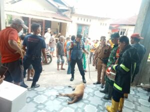 Seorang anak kembali menjadi korban gigitan anjing liar di Belimbing, RT 03 RW 04, Kelurahan Kuranji, Kecamatan Kuranji, Kota Padang