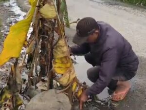 Rusak Parah, Warga Tanam Pisang di Jalan Bukittinggi-Lubuk Basung