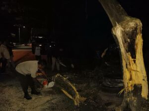 Pohon Tumbang Timpa Pengendara Motor di Padang