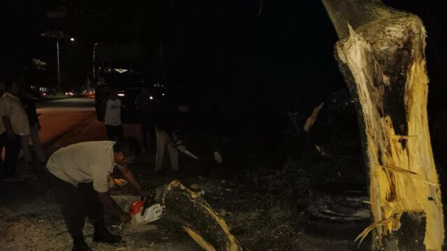 Pohon Tumbang Timpa Pengendara Motor di Padang
