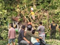 Sebuah pohon jenis jawi-jawi dengan panjang sekitar 30 meter dan diameter 30 cm tumbang menimpa rumah dan menghambat akses jalan di Gates