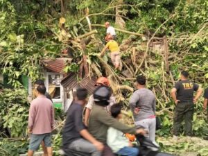 Sebuah pohon jenis jawi-jawi dengan panjang sekitar 30 meter dan diameter 30 cm tumbang menimpa rumah dan menghambat akses jalan di Gates