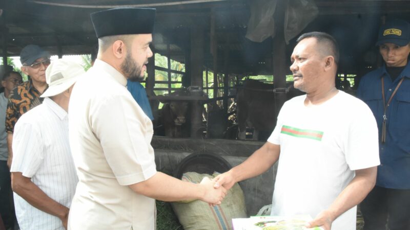 Wako Fadly Amran Serahkan Bantuan Ternak Sapi ke Kelompok Tani Limau Manis Selatan