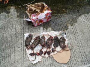 Tempo Kembali Diteror, Kali Ini Terima Kiriman Bangkai Tikus yang Dipenggal