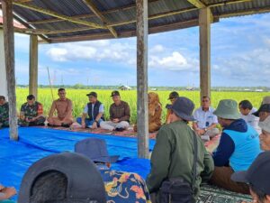 Pemkab Pasbar Gandeng Bulog Serap Gabah Panen Kelompok Tani