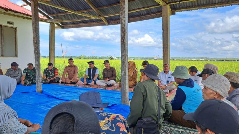 Pemkab Pasbar Gandeng Bulog Serap Gabah Panen Kelompok Tani