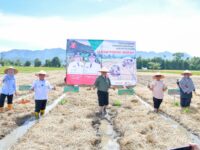 Gubernur Sumbar, Mahyeldi Ansharullah melaunching program Sawah Pokok Murah (SPM) di Nagari Koto Tangah, Kecamatan Tilatang Kamang