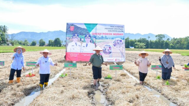 Gubernur Sumbar, Mahyeldi Ansharullah melaunching program Sawah Pokok Murah (SPM) di Nagari Koto Tangah, Kecamatan Tilatang Kamang