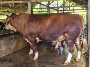 Sapi Kurban Presiden Prabowo di Padang Panjang Punya Bobot 1.080 Kilogram