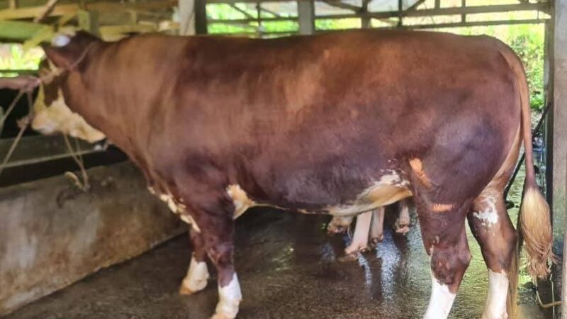 Sapi Kurban Presiden Prabowo di Padang Panjang Punya Bobot 1.080 Kilogram