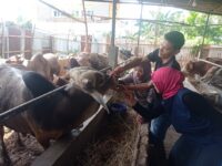 Sebanyak 2.132 hewan kurban, baik sapi dan kambing, yang disiapkan untuk Idul Adha 1446 H nanti, sudah diperiksa Unit Pelaksana Teknis Daerah