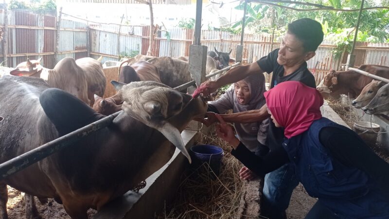 Sebanyak 2.132 hewan kurban, baik sapi dan kambing, yang disiapkan untuk Idul Adha 1446 H nanti, sudah diperiksa Unit Pelaksana Teknis Daerah