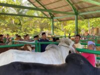 Hewan Kurban Capai 4.700 Ekor Tahun Ini, Wabup Pasbar Lakukan Cek Kesehatan