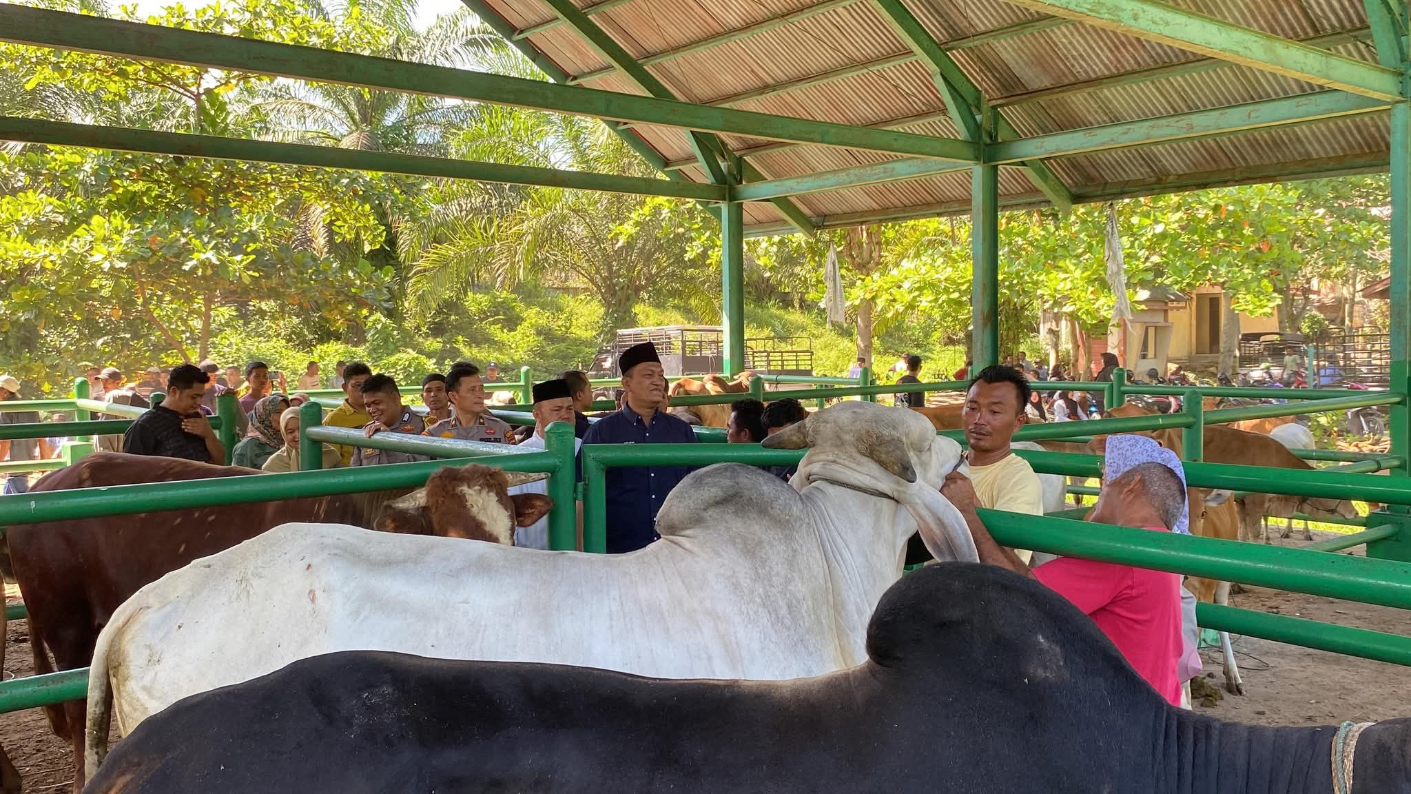 Hewan Kurban Capai 4.700 Ekor Tahun Ini, Wabup Pasbar Lakukan Cek Kesehatan