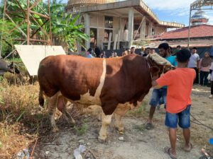 Disembelih di Masjid Al Mukminin, Sapi Kurban Presiden di Pasbar Punya Bobot 1 Ton