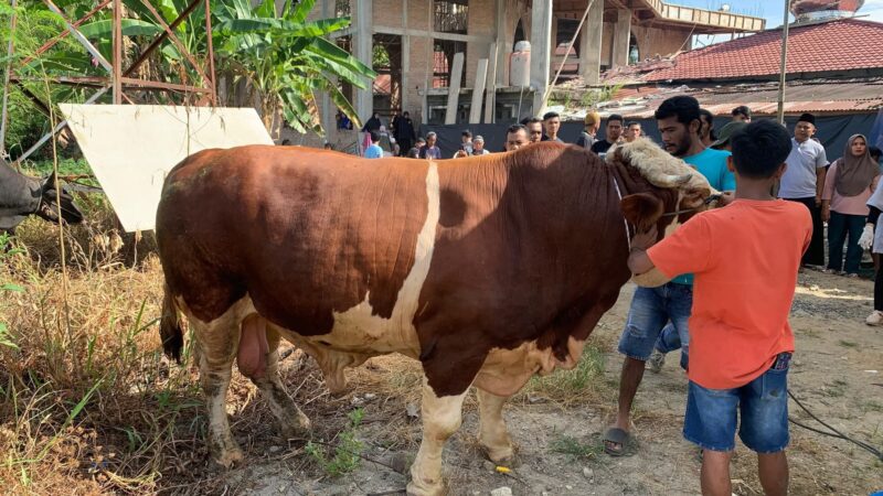 Disembelih di Masjid Al Mukminin, Sapi Kurban Presiden di Pasbar Punya Bobot 1 Ton