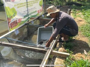 Ujicoba Semen Padang, Maggot Efektif Tingkatkan Pertumbuhan Ikan Nila
