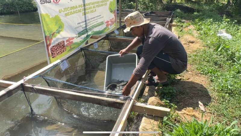 Ujicoba Semen Padang, Maggot Efektif Tingkatkan Pertumbuhan Ikan Nila