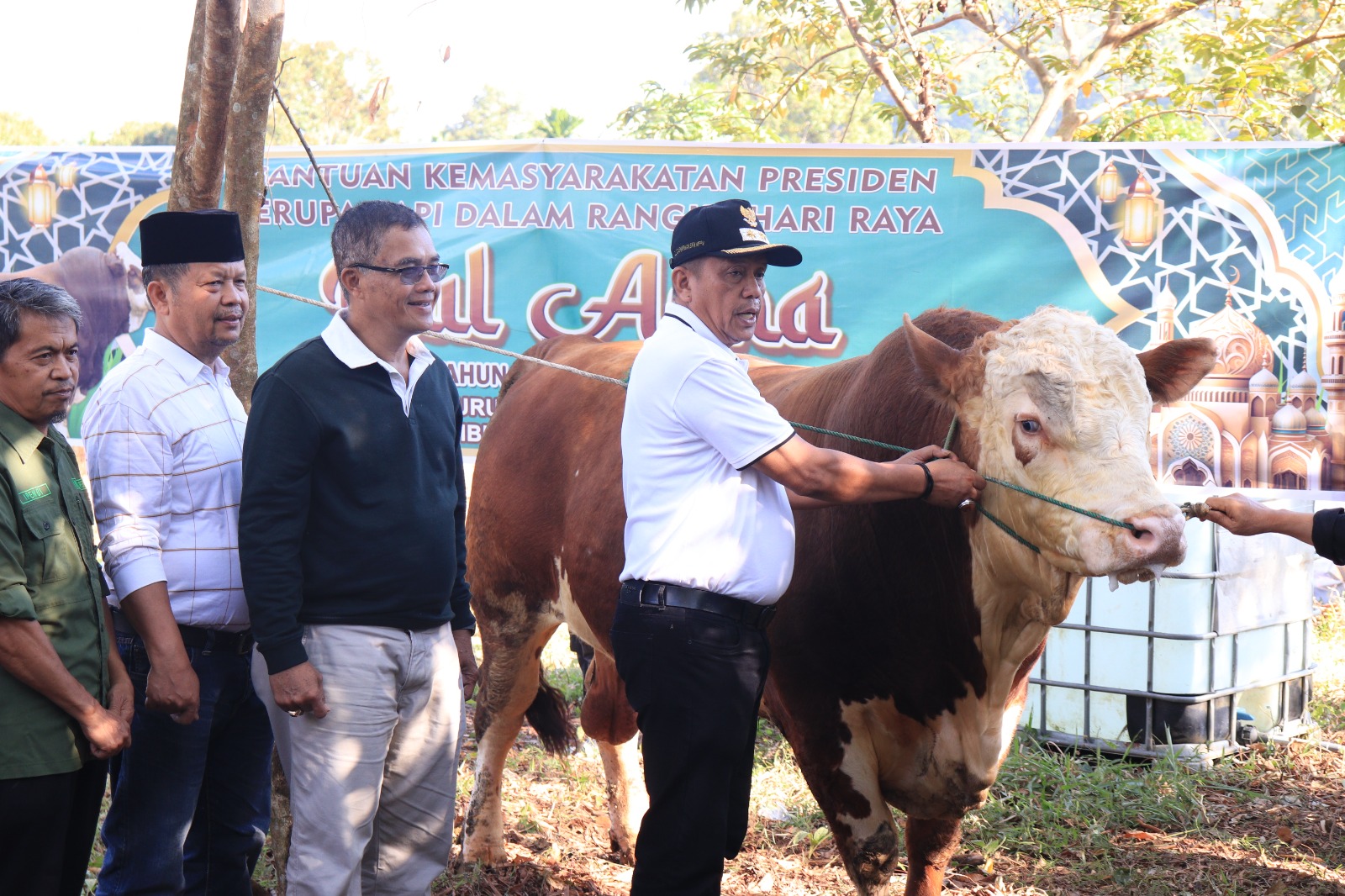 Sapi Kurban Presiden Prabowo di Payakumbuh Berbobot 1,06 Ton