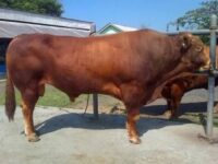 Sapi kurban dari Presiden Prabowo untuk Kota Padang pada Idul Adha 1446 H akan disembelih pada Sabtu (7/6/2025) pagi di Masjid Raudhatul