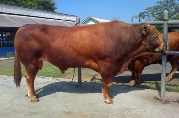 Sapi kurban dari Presiden Prabowo untuk Kota Padang pada Idul Adha 1446 H akan disembelih pada Sabtu (7/6/2025) pagi di Masjid Raudhatul