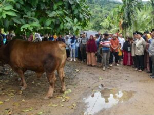Wakil Wali Kota Padang, Maigus Nasir menyaksikan langsung penyembelihan sapi kurban Presiden Prabowo Subianto Masjid Raudhatul Illahi,