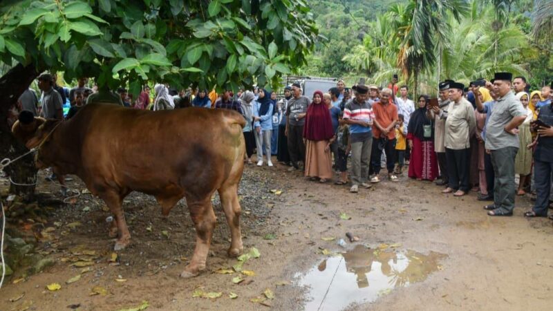 Wakil Wali Kota Padang, Maigus Nasir menyaksikan langsung penyembelihan sapi kurban Presiden Prabowo Subianto Masjid Raudhatul Illahi,
