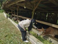 Dinas Pangan dan Pertanian (Dispangtan) Padang Panjang mencatat jumlah hewan kurban yang terdata di kota tersebut pada Hari Raya Idul Adha