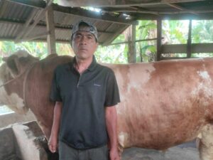 Presiden RI Prabowo Subianto menyalurkan dua ekor sapi kurban untuk Kabupaten Pesisir Selatan pada Idul Adha 1446 H/2025 M.