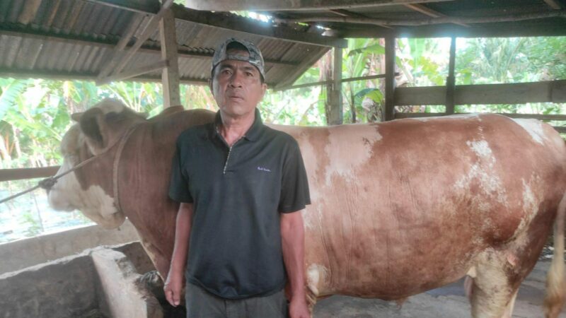 Presiden RI Prabowo Subianto menyalurkan dua ekor sapi kurban untuk Kabupaten Pesisir Selatan pada Idul Adha 1446 H/2025 M.