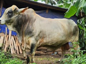 Pemkab Tanah Datar menerima bantuan sapi kurban dari Presiden Prabowo Subianto. Bantuan tersebut diterima Bupati Tanah Datar, Eka Putra secara