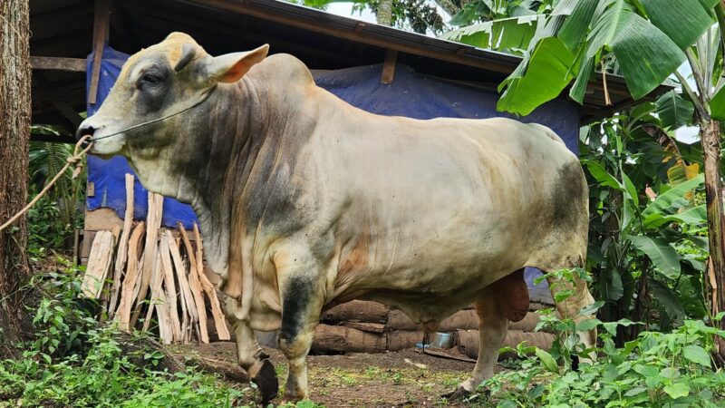 Pemkab Tanah Datar menerima bantuan sapi kurban dari Presiden Prabowo Subianto. Bantuan tersebut diterima Bupati Tanah Datar, Eka Putra secara