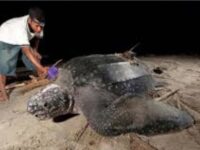 3 Jenis Penyu Langka Datangi Kawasan Konservasi Amping Parak