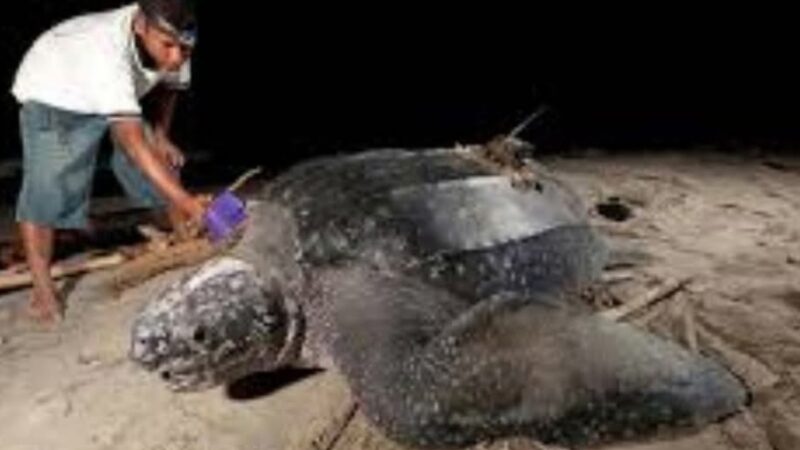 3 Jenis Penyu Langka Datangi Kawasan Konservasi Amping Parak