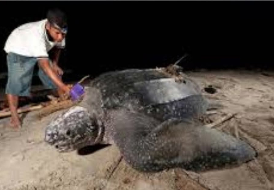 3 Jenis Penyu Langka Datangi Kawasan Konservasi Amping Parak