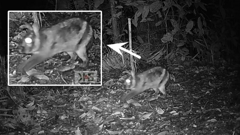 Tim Biologi UNP Videokan Kelinci Belang Sumatera yang Hampir Punah