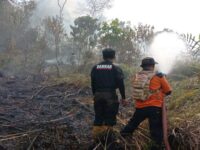 BPBP Kabupaten Limapuluh Kota memadamkan kebakaran hutan dan lahan atau Karhutla, Minggu (20/7/2025). DOK BPBD
