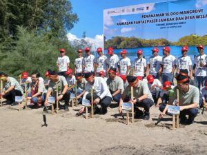 16 Ribu Mangrove Ditanam di Pasir Jambak