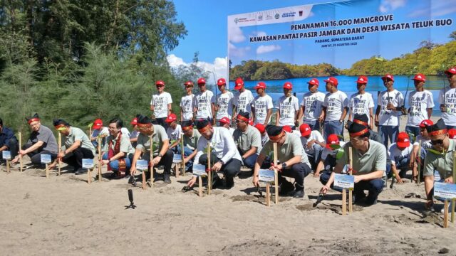 16 Ribu Mangrove Ditanam di Pasir Jambak