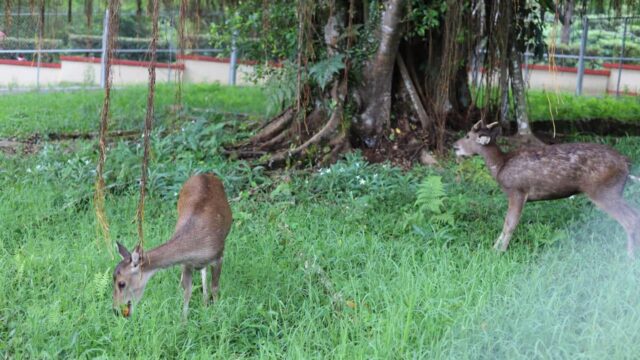 Jadi Daya Tarik Baru, 2 Ekor Rusa Ramaikan Taman Binatang PDIKM Padang Panjang