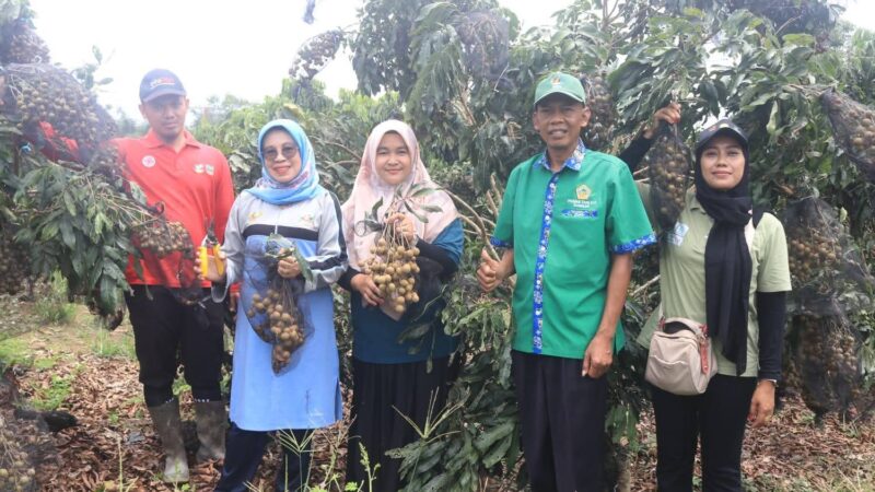 Dorong Peningkatan Ketahanan Pangan, Wabup Dharmasraya Kunjungi Kebun Warga