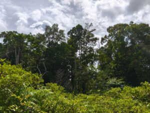 Kemenhut Tegaskan Proses Permohonan PBPH PT SPS Belum Disetujui