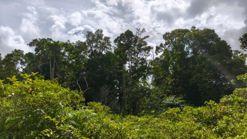 Kemenhut Tegaskan Proses Permohonan PBPH PT SPS Belum Disetujui