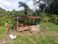 Kematian Puluhan Sapi di Mentawai Diduga akibat Virus Jembrana, Vaksinasi Dimulai