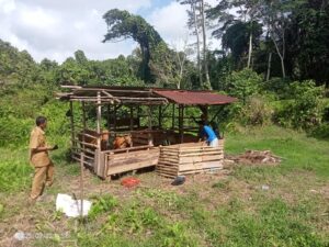 Kematian Puluhan Sapi di Mentawai Diduga akibat Virus Jembrana, Vaksinasi Dimulai