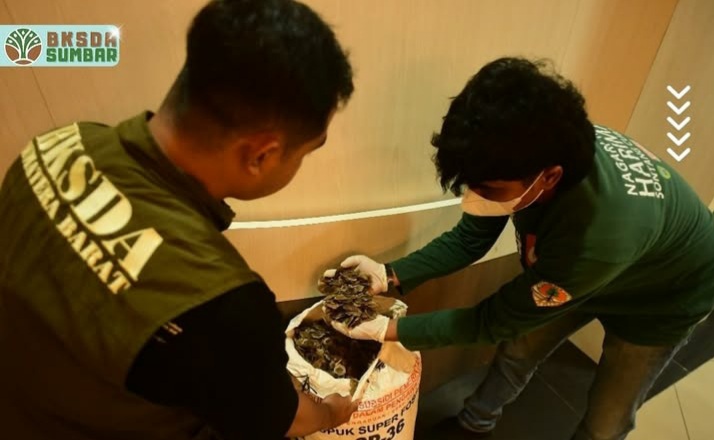 Tim gabungan BKSDA Sumatra Barat dan Ditreskrimsus Polda Sumbar berhasil mengungkap kasus perdagangan puluhan kilogram sisik trenggiling