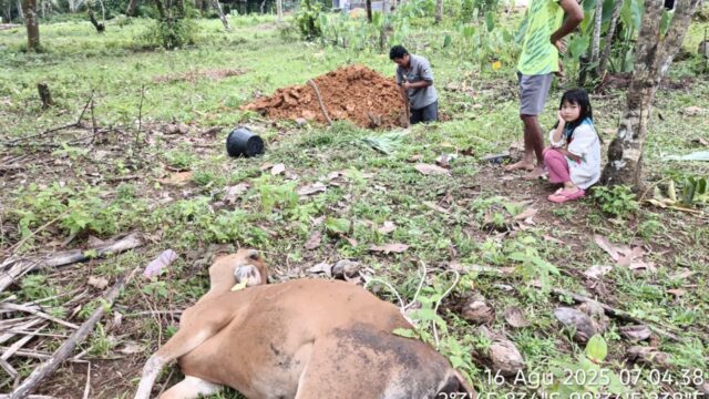 Sapi Pokir Bantuan Dewan di Mentawai Banyak Mati, Peternak Merugi Besar