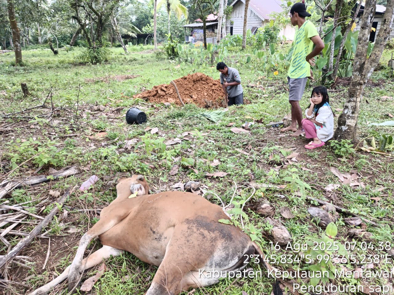 Sapi Pokir Bantuan Dewan di Mentawai Banyak Mati, Peternak Merugi Besar